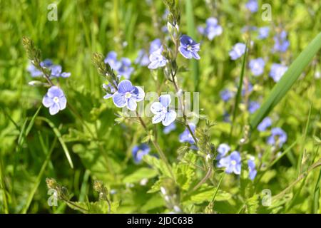 Veronica chamaedrys, der Germander speedwell, Bird`s eye speedwell oder CAT`s eyes ist eine krautige mehrjährige Art blühender Pflanze im plantai Stockfoto